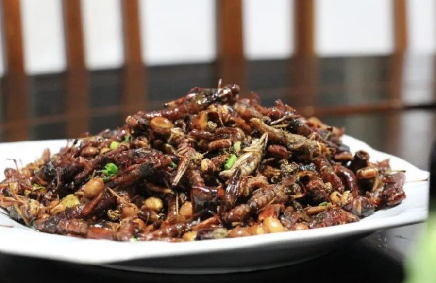 蝗蟲的歷史從什么時候開始? 能否作為食物?