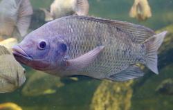 <strong>羅非魚的飼料飼料配方和植物性食物需要是什么？</strong>