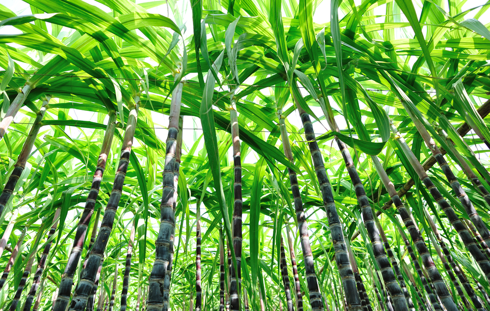 甘蔗種植過(guò)程中怕旱還是怕澇?