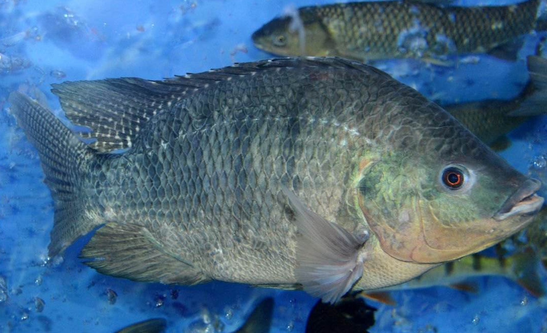 國外羅非魚是怎樣繁殖的?有哪些特征?