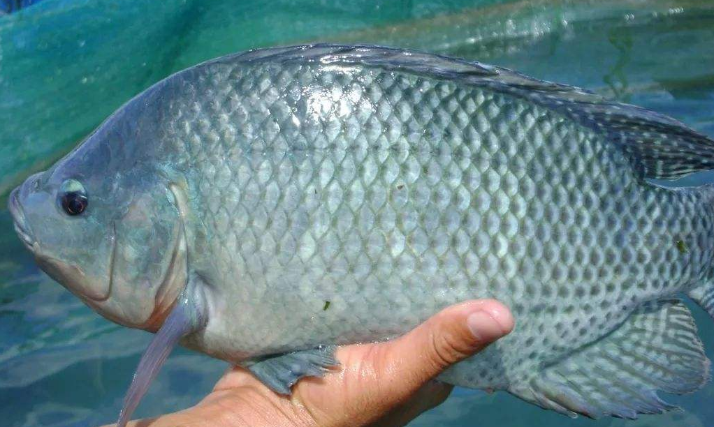 國外羅非魚是怎樣繁殖的?有哪些特征?