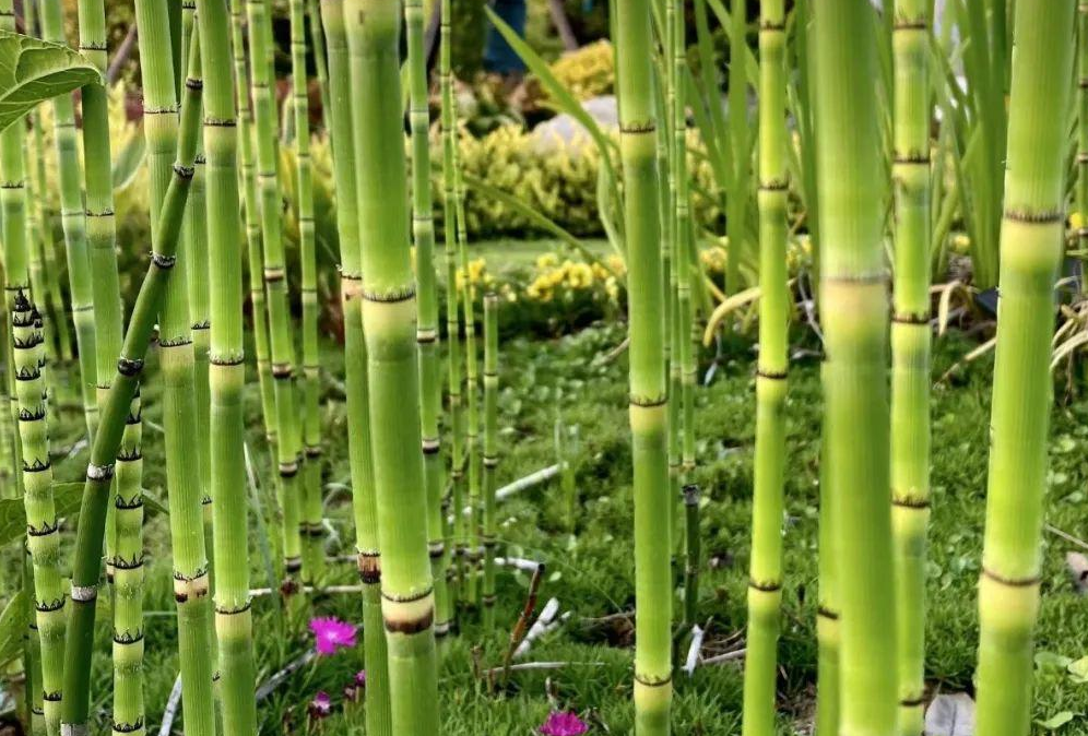 銼草生長在什么樣的環(huán)境?有什么習(xí)性?