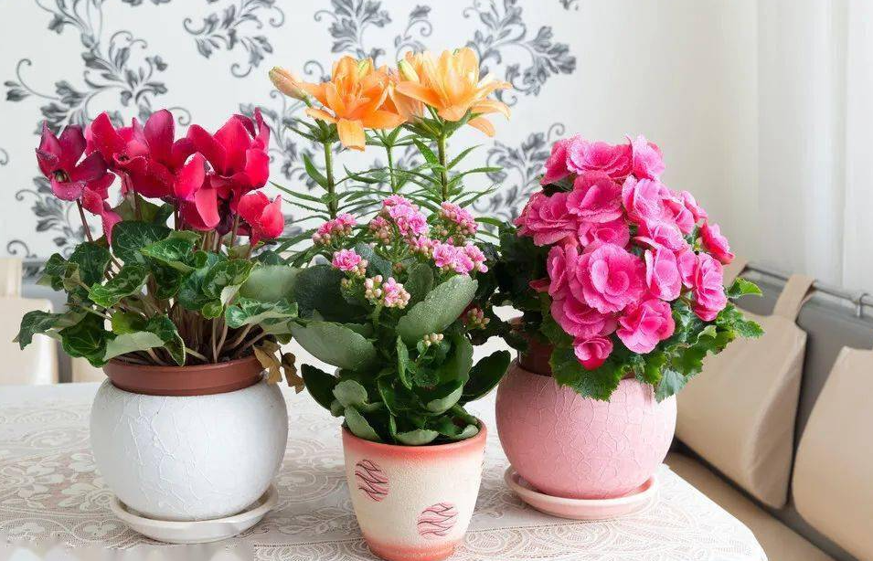 什么是室內(nèi)花卉裝飾?有什么好處?