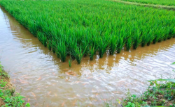 <strong>養(yǎng)魚稻田需要什么水稻品種和生態(tài)環(huán)境？</strong>