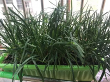 <b>在陽臺如何種植韭菜？</b>