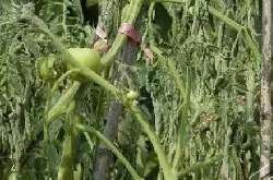 蕃茄青枯病防治措施？