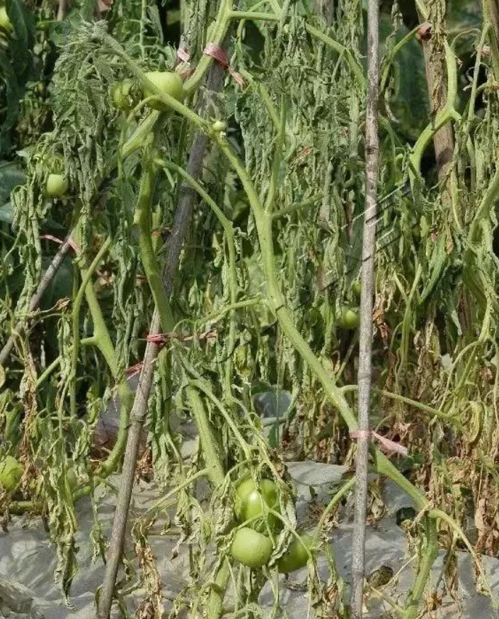 蕃茄青枯病防治措施?