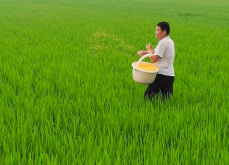 <strong>養(yǎng)魚稻田的水稻應(yīng)該怎么施肥？</strong>