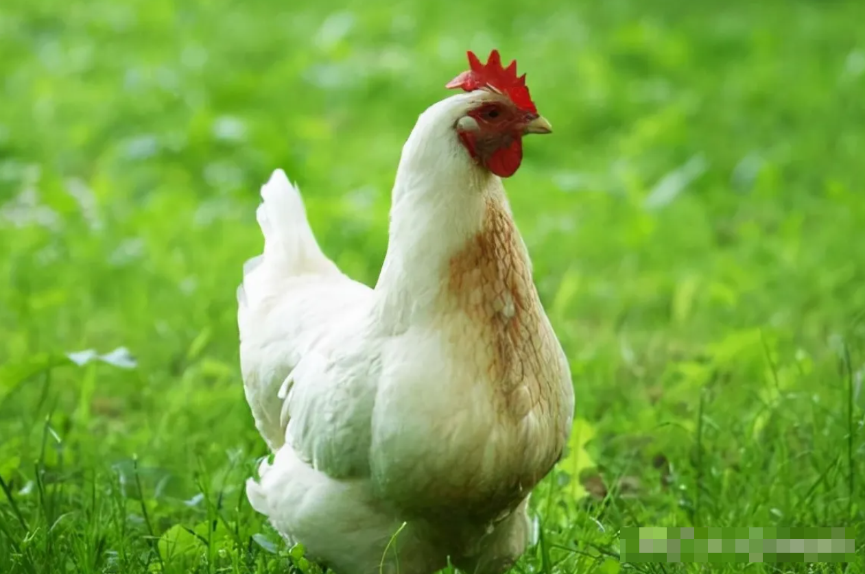 肉雞腹水癥高發期是幾月份?如何預防?