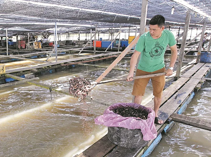 網(wǎng)箱養(yǎng)鯉魚的飼料配方如何搭配?