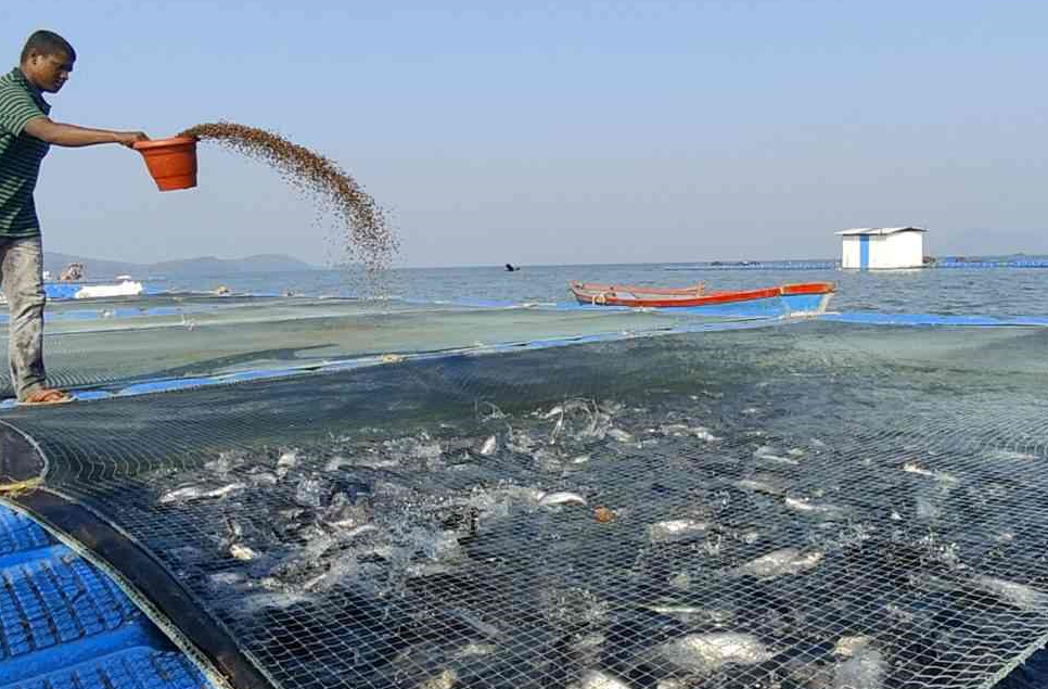 網(wǎng)箱養(yǎng)鯉魚的飼料配方如何搭配?