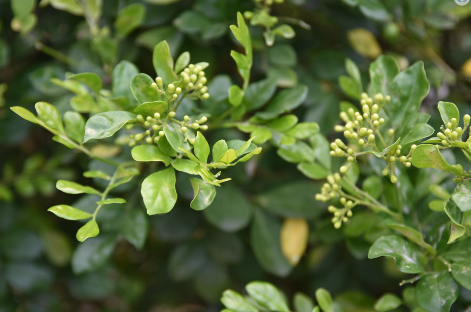 七里香種植技術有什么要求?怎么去養護?