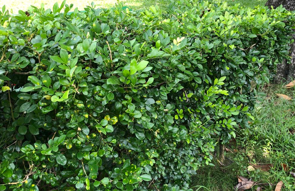 七里香種植技術有什么要求?怎么去養護?