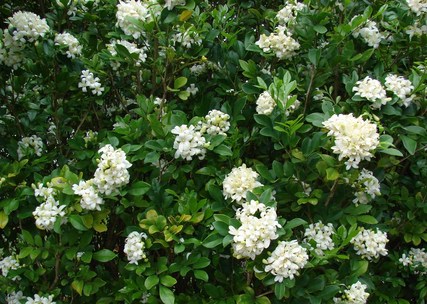七里香多久開花 ?都有哪些價值和作用?
