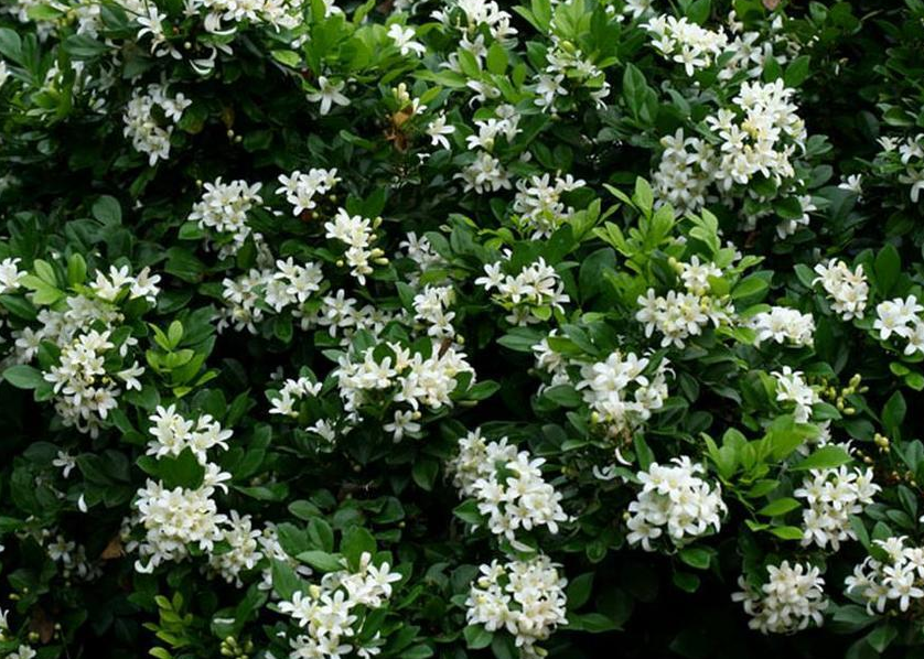 七里香多久開花 ?都有哪些價值和作用?