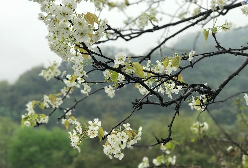 花梨木的生存環(huán)境怎么樣?適宜什么樣的氣候?
