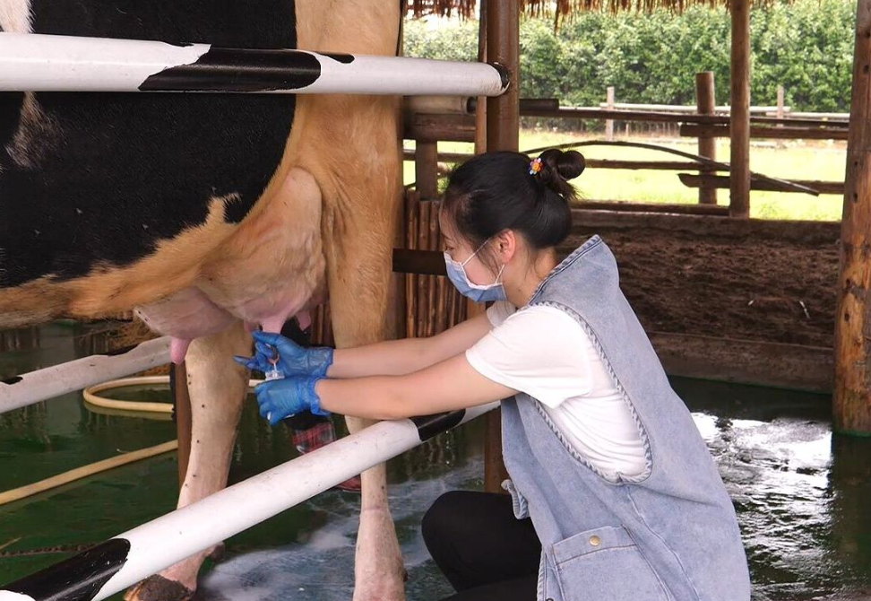 奶牛收奶后乳品如何盡快的處理?
