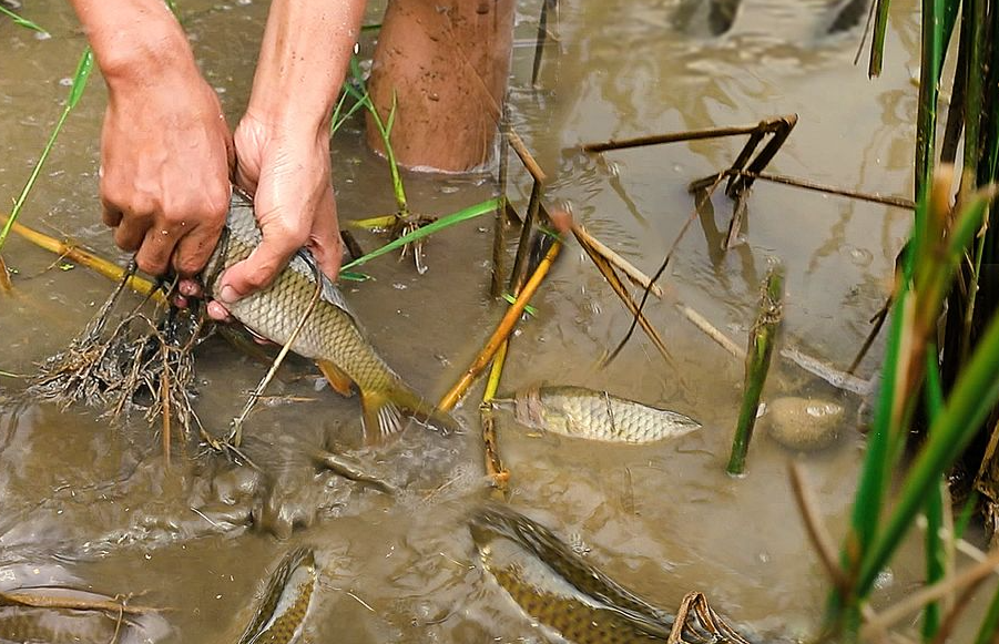 合適放養稻田的魚類有哪些?