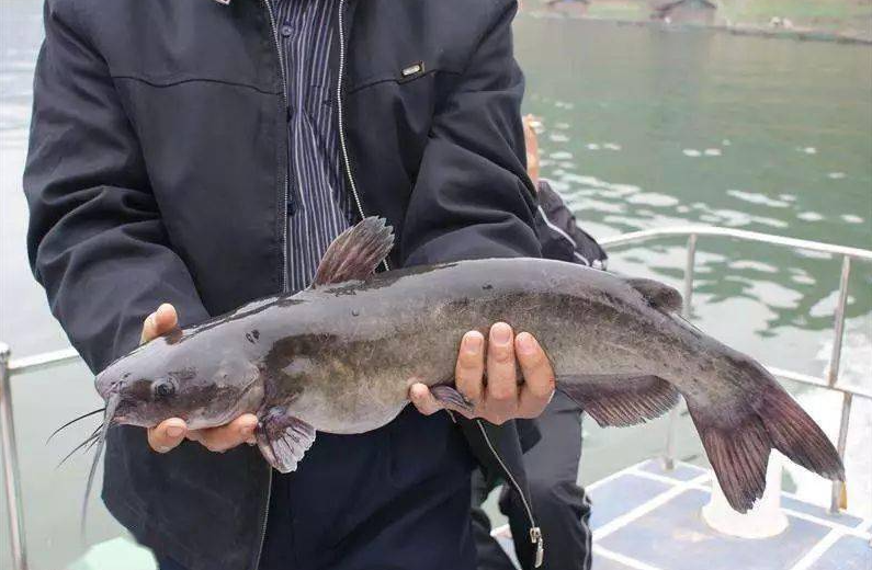 斑點叉尾鮰食物特性分別是什么?