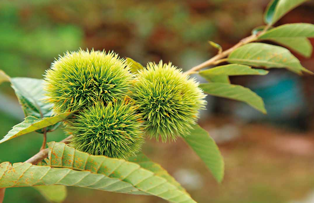 板栗在幾月份開花?有什么樣的特點?