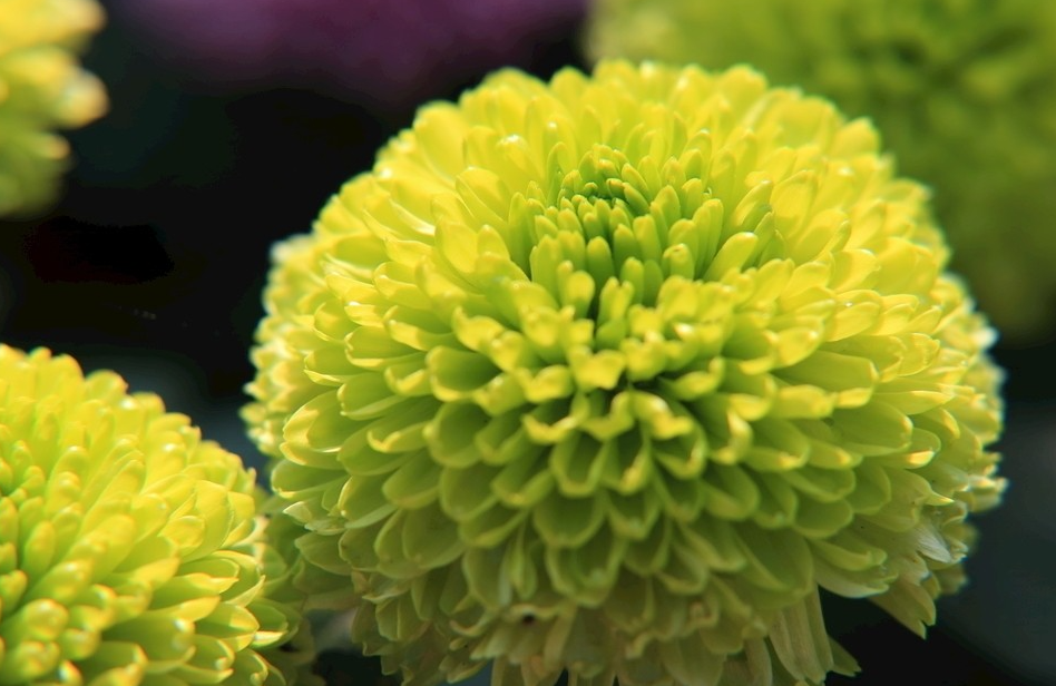 綠菊一年開幾次花?需要哪些條件?