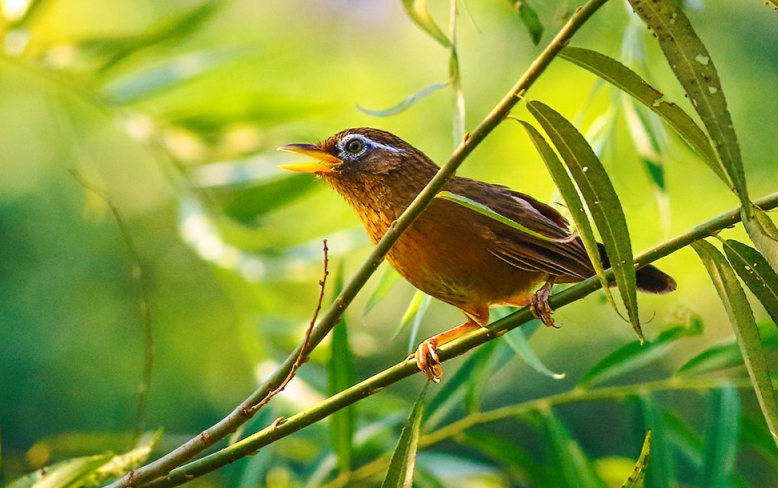 畫眉鳥是保護動物嗎?有哪些特點?