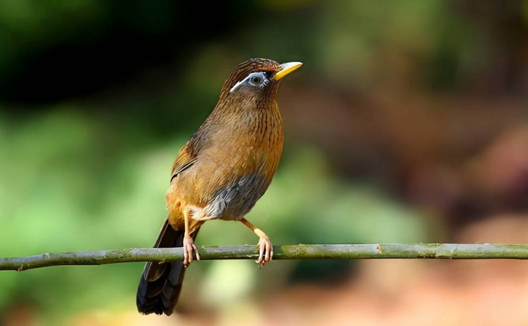 畫眉鳥是保護動物嗎?有哪些特點?