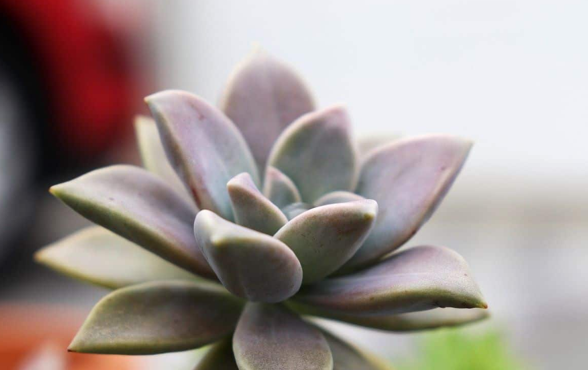 溫差對多肉植物的影響?都有哪些?