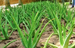 <b>蘆薈種植需要什么條件？怎么防病蟲害？</b>