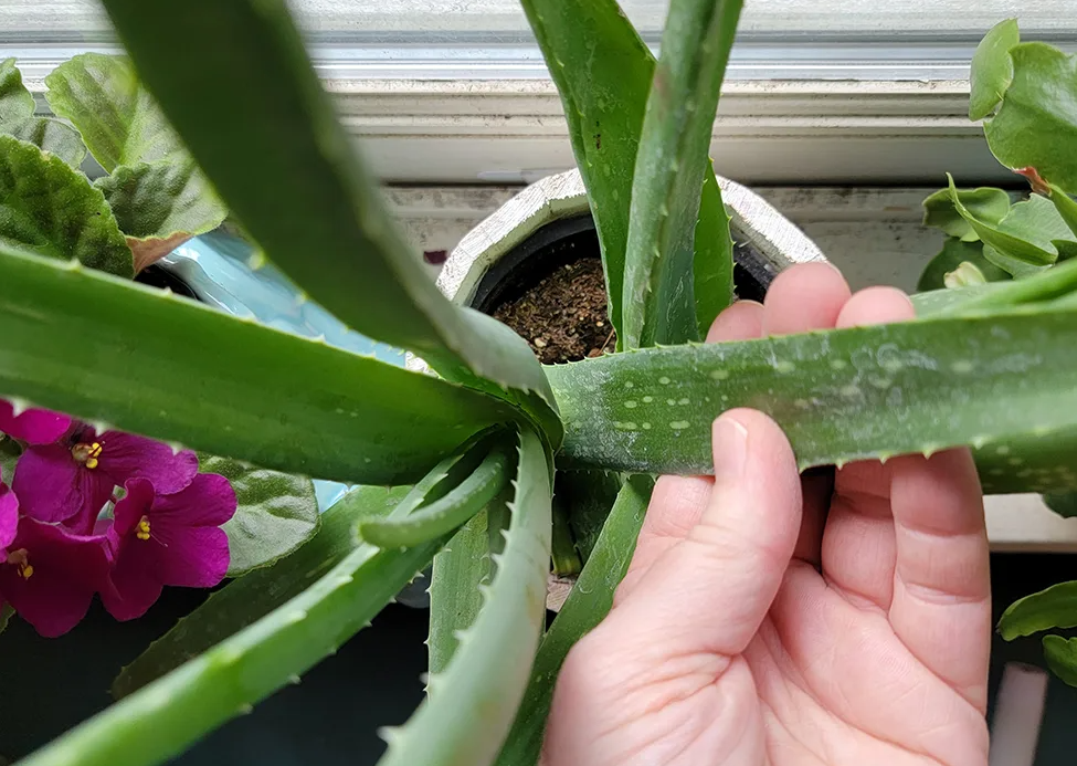 蘆薈種植需要什么條件?怎么防病蟲害?