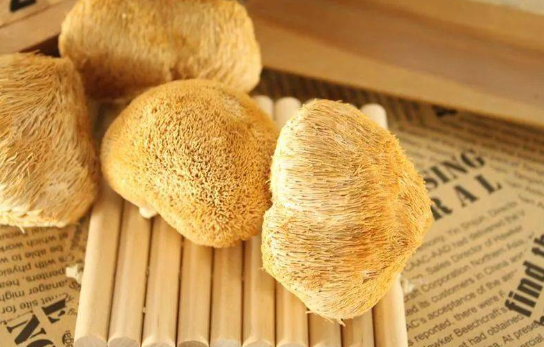 猴頭菇的出菇期管理要點有哪些?