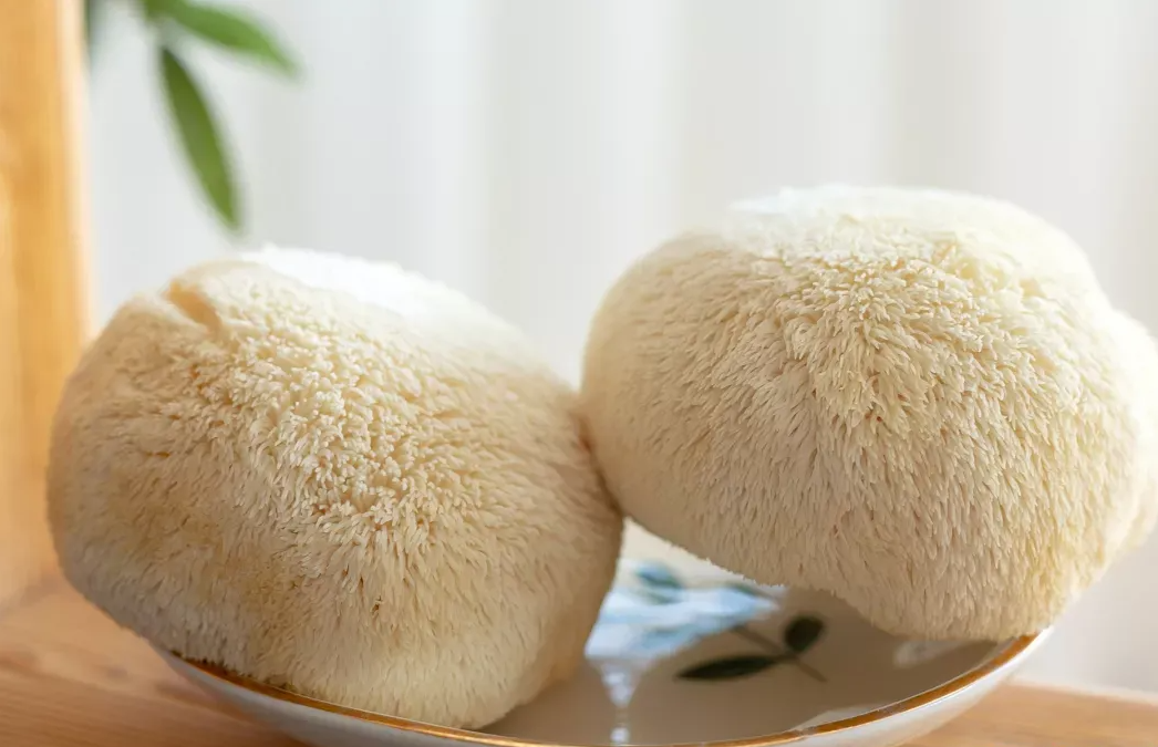 猴頭菇的出菇期管理要點有哪些?