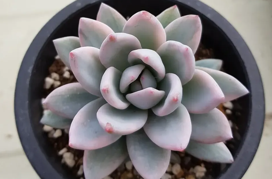 霜之朝是什么植物?有哪些生長習性?
