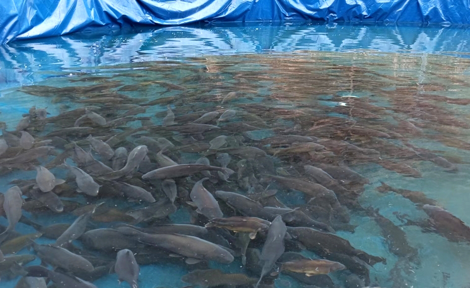 養殖過程中如何預防魚病害?