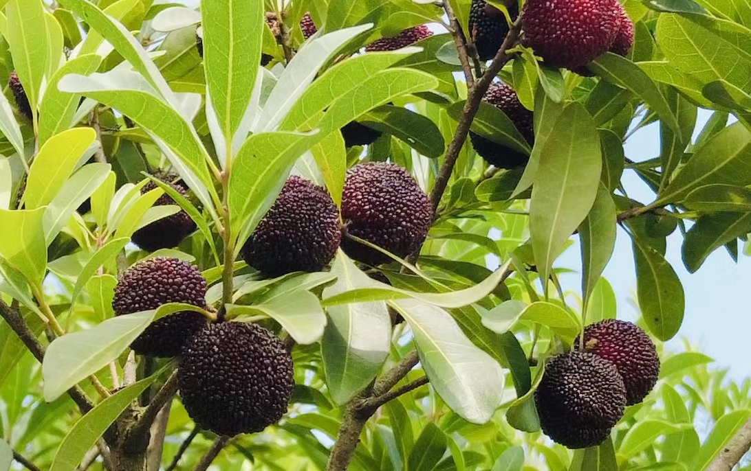 我國常見的楊梅品種都有哪些?