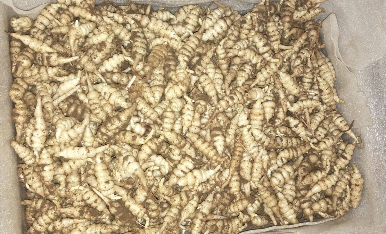 寶塔菜的種植時間和方法有哪些?