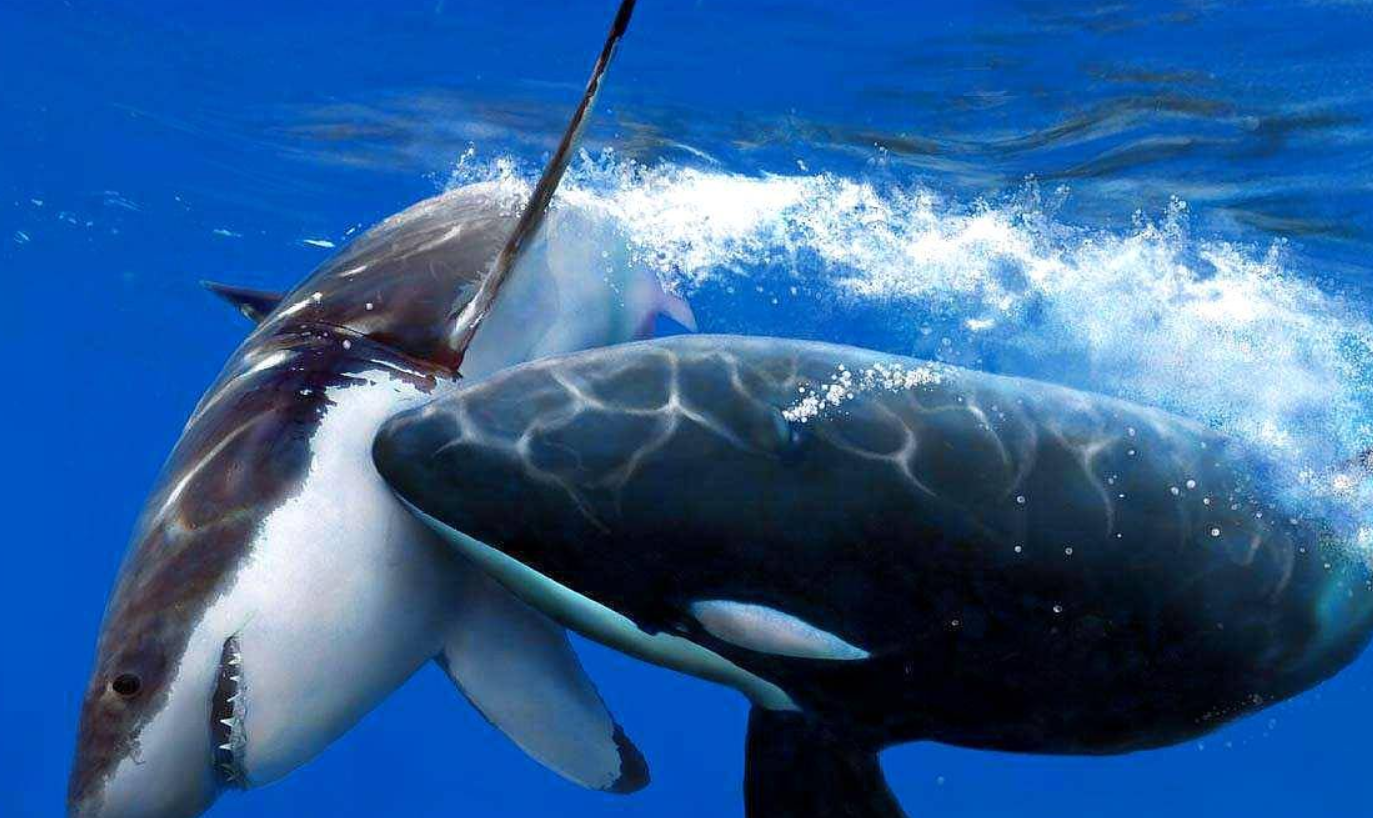 哪種鯨魚最具攻擊性?海上活動中應如何避免海洋生物的威脅?