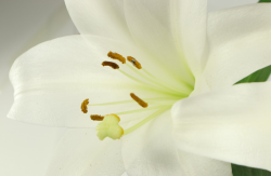 <b>百合花種球怎么種？有哪些要求？</b>