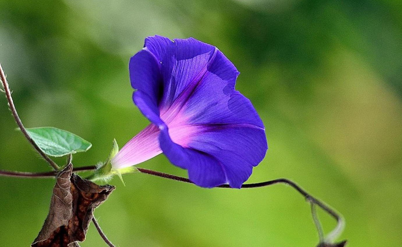 矮牽牛多開花的方法有哪些?如何提高開花率?