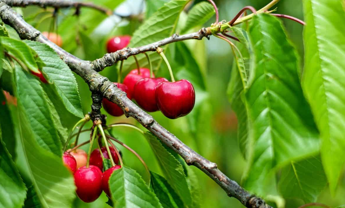 櫻桃采摘后細(xì)菌性穿孔病的預(yù)防與治療方法有哪些?