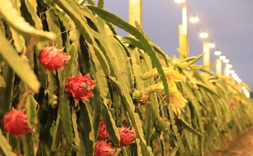 仿太陽夜間催花補(bǔ)光是什么種植技術(shù)?