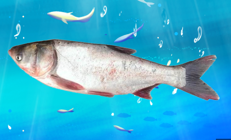 鰱鳙魚的常見病態(tài)都有哪些疾病?