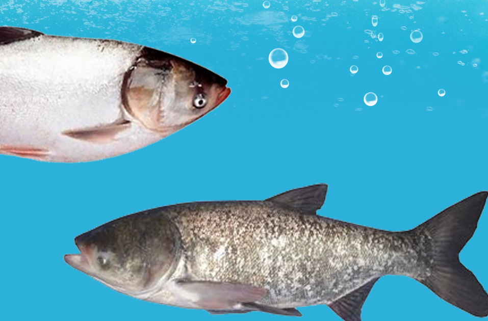 鰱鳙魚的常見病態(tài)都有哪些疾病?