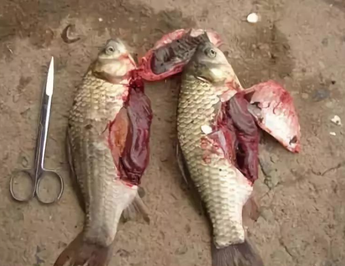 引起稻田魚死亡的其他原因是什么?如何預(yù)防?