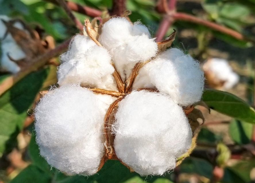 什么是棉花的遺傳轉化?