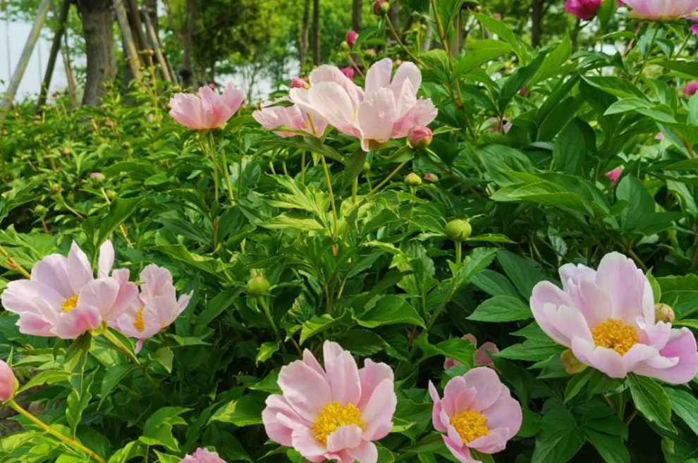 山芍藥如何栽培 它有什么藥物價值?