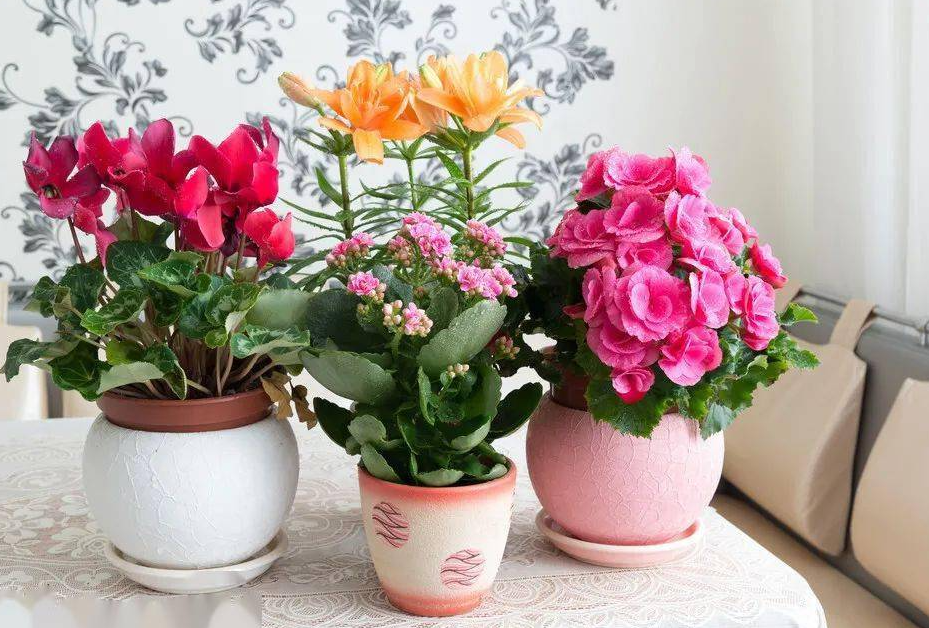 日常生活中室內(nèi)養(yǎng)花為什么要講究通風(fēng)?