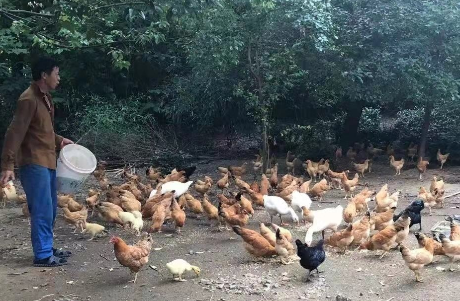 家禽飼料中的能量為什么不能太高?