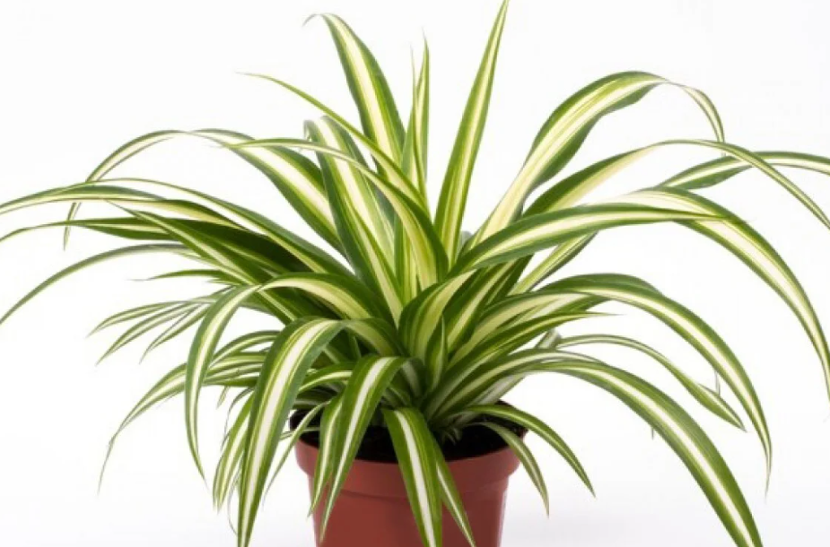 哪些花卉植物可以抗有害氣體危害?