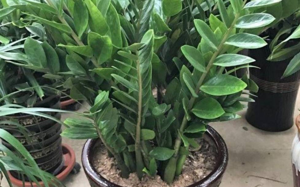 哪些花卉植物可以抗有害氣體危害?